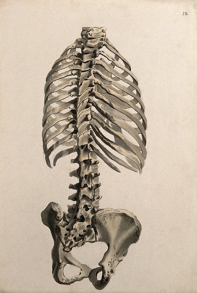 Chiropractic Reimagined